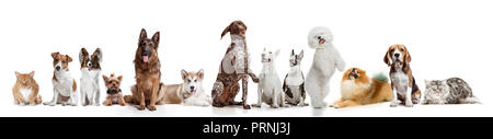 Différents chiens looking at camera isolated on a white background studio Banque D'Images