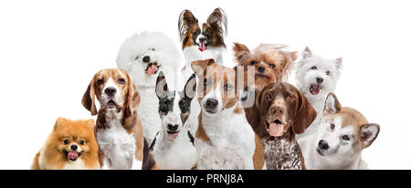 Différents chiens looking at camera isolated on a white background studio Banque D'Images