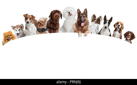 Différents chiens looking at camera isolated on a white background studio Banque D'Images