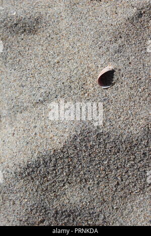 Simple photo montrant la texture du sable coloré et d'une seule coque. Cette toile a été capturé sur la rive du détroit de Long Island à New York. Banque D'Images