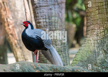 Homme faisan d'argent en captivité Banque D'Images
