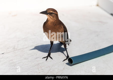 L'oiseau et le flexible Banque D'Images