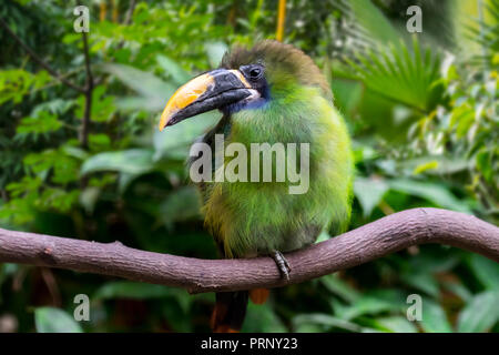 Toucanet à gorge bleue (Turdus caeruleogularis) originaire de Costa Rica, le Panama et la Colombie Banque D'Images