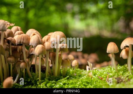 Groupe de champignons et mousse sur souche d'arbre dans la forêt. à jour. Focus sélectif. Banque D'Images