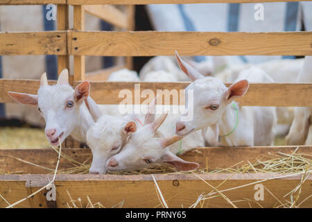 Petites chèvres drôle de manger le foin par des clôtures à farm Banque D'Images