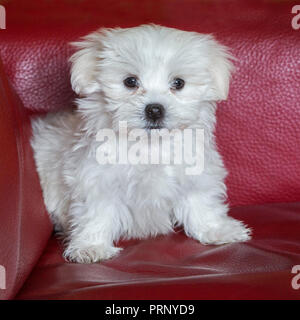 Blanc mignon chiot maltais (Canis familiaris) Maelitacus dans le canapé à la maison Banque D'Images