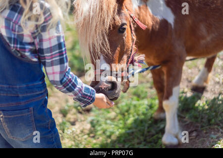 Portrait de l'alimentation pour enfants cute pony farm Banque D'Images