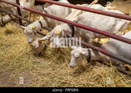 Petites chèvres manger le foin en grange de ferme Banque D'Images