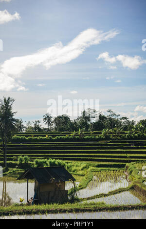 Vue panoramique sur les rizières et le fond de ciel nuageux, Ubud, Bali, Indonésie Banque D'Images