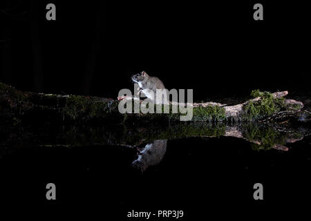 Deux rats bruns, Rattus norvegicus, manger des charognes reflète dans une piscine. Photographié à l'aide d'un appareil photo reflex numérique à distance de la faune et de piège à flash. Banque D'Images