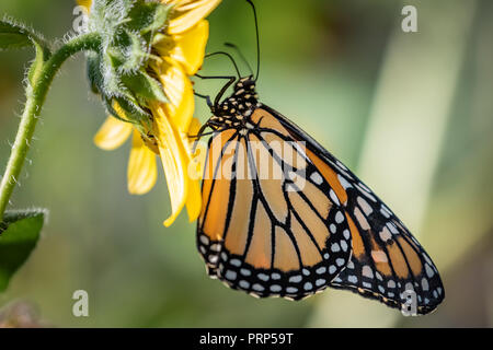 Monarque (Danaus plexippus) perché sur un papillon fleur tournesol Banque D'Images