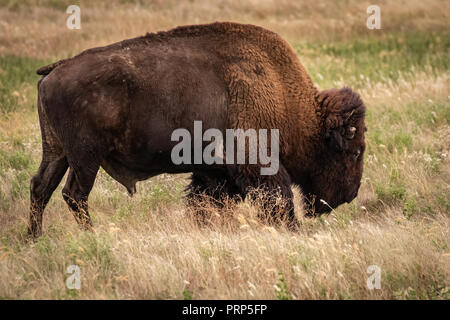 Buffalo, le Bison d'Amérique (Bison bison) sur le grrass mixtes indigènes de la prairie Wichita Mountains National Wildlife Refuge en SW Florida Banque D'Images