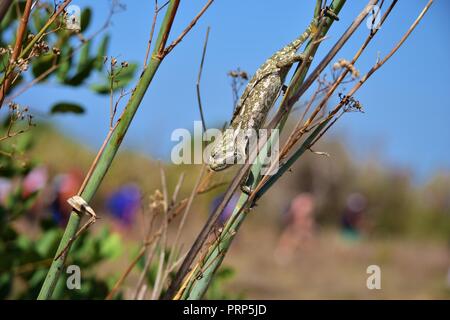 Caméléon méditerranéen commun dans les îles maltaises, de l'équilibre tout en marchant sur une branche de fenouil sec, camouflage. Les espèces de reptiles adaptés. Banque D'Images