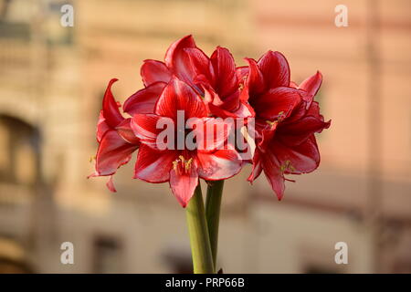 Un bouquet de fleurs, de charisme Amaryllis deux tiges sortant de la même lampe. Pétales rouge blanc avec le pollen des étamines. Le jardinage, le jardin sur le toit, Malte Banque D'Images