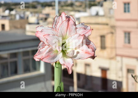 Amaryllis Aphrodite en pleine floraison, fleurs, fleurs blanc à fleurs doubles rouge sang avec des marges et de pétales de rose blush conseils. Cultivés en pot jardin de toit Banque D'Images