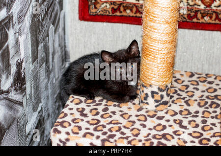 Petit chaton noir sur un poteau de éraflure, le thème de beaux chats dans la chambre Banque D'Images