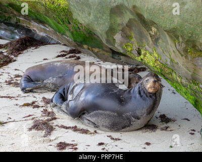 Sleepy Lion de mer sauvages Banque D'Images