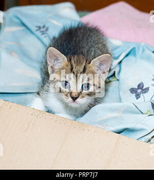 Sans-abri magnifique chaton dans une boîte, le thème est magnifique chatons dans la rue Banque D'Images