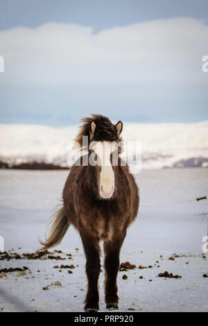 Brown cheval islandais dans la neige, de l'Islande Banque D'Images