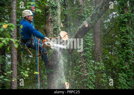 Service d'arbres climber présentant un grand chêne dans les sections à un accueil dans la région métropolitaine d'Atlanta, Géorgie. (USA) Banque D'Images