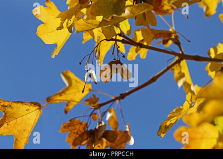 Les feuilles d'érable sycomore ou avec le soleil derrière au début de l'automne ou à l'automne en Italie Amérique acer opalus acer pseudoplatanus ou d'un érable Italien Banque D'Images