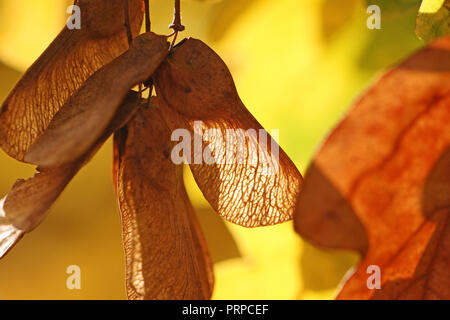 Les feuilles d'érable sycomore ou avec le soleil derrière au début de l'automne ou à l'automne en Italie Amérique acer opalus acer pseudoplatanus ou d'un érable Italien Banque D'Images