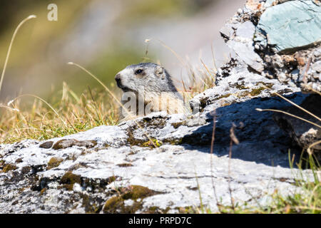 Pose de la Marmotte des Alpes Banque D'Images