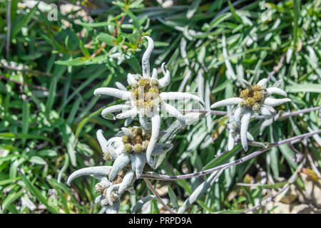 Leontopodium nivale fleur, communément appelé edelweiss alpes de Banque D'Images