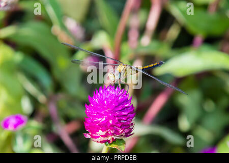 Marais aux longues jambes ou la danse de planeur (dropwing pallidinervis Vincent97) dragonfly de Kerala en Inde du Sud Banque D'Images