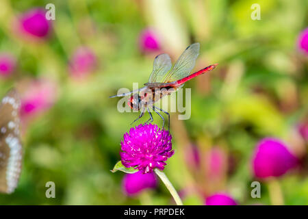 Crimson Marsh Glider (Trithemis aurora) est une espèce de libellule de la famille des Pycnonotidae de Kerala, Inde Banque D'Images