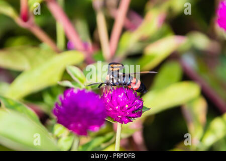 Valet de Moth (Amata sp) du Kerala en Inde Banque D'Images