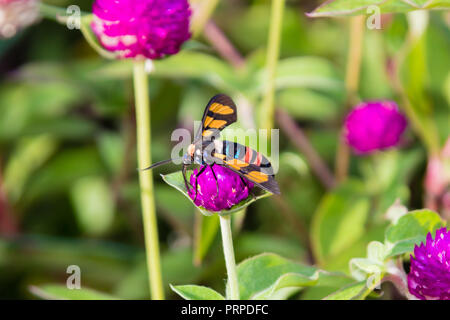 Valet de Moth (Amata sp) du Kerala en Inde Banque D'Images