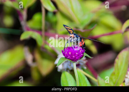 Valet de Moth (Amata sp) du Kerala en Inde Banque D'Images