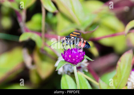 Valet de Moth (Amata sp) du Kerala en Inde Banque D'Images