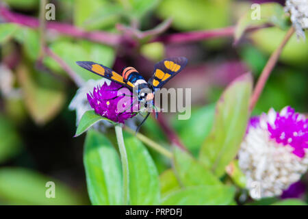 Valet de Moth (Amata sp) du Kerala en Inde Banque D'Images