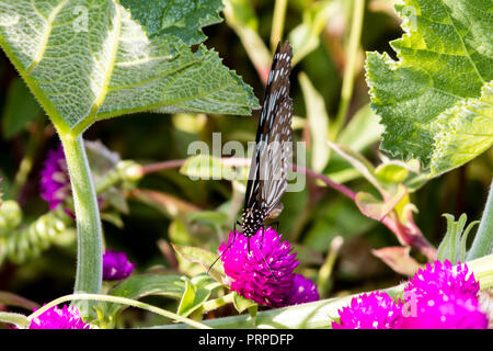 Papillon, tigre bleu (Tirumala limniace) de Kerala en Inde Banque D'Images