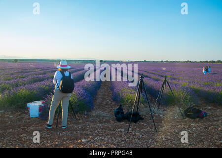 Les personnes qui prennent des photos à champ de lavande. Brihuega, province de Guadalajara, en Espagne. Banque D'Images