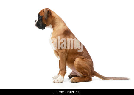 Jung Boxer assis sur le plancher blanc en blanc studio Banque D'Images