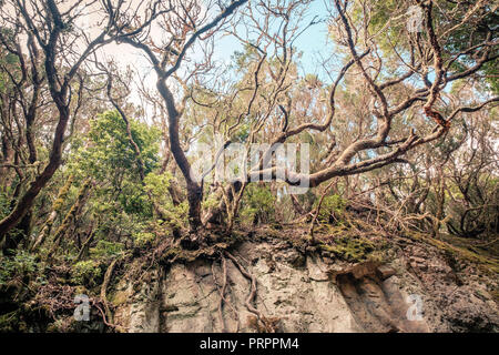 Laurier et racines dans une épaisse forêt, Tenerife Banque D'Images