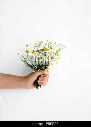 Bouquet de camomille en style minimaliste vue avant fille est holding bouquet de camomille sur le terrain contre fond blanc Banque D'Images