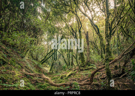 Evergreen Laurel forest. Arbres couverts de mousse , parc rural d'Anaga, au nord-est de Tenerife Espagne Banque D'Images