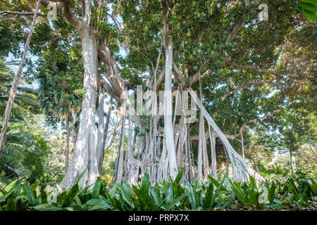 Ficus géant avec de racines aériennes , Tenerife Banque D'Images