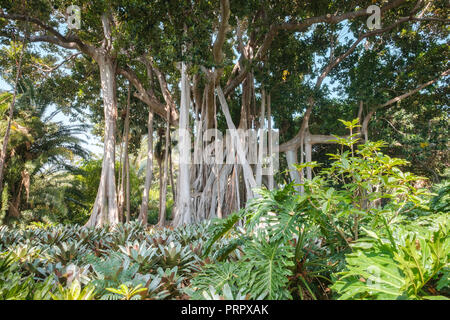 Ficus Arbre, jardin botanique, Puerto de la Cruz, Tenerife, Canaries, Espagne Banque D'Images