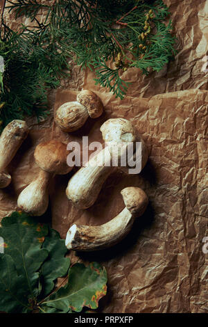 Vue de dessus de boletus edulis mushrooms et feuilles vertes Banque D'Images