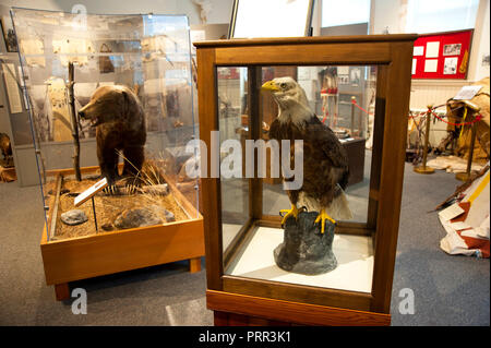 Taxidermied pygargue à tête blanche et l'ours grizzly au Musée Historique dans Kalsipell, Montana Banque D'Images