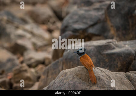 Indian paradise flycatcher, Terpsiphone paradisi, dans la nature de l'habitat, le parc national de Ranthambore, en Inde. Bel oiseau à longue queue en assis sur Banque D'Images