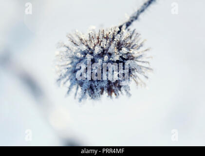 La direction générale de la plante épineuse la bardane dans le jardin d'hiver est couverte de glaçons brillant de givre et flocons de froid Banque D'Images