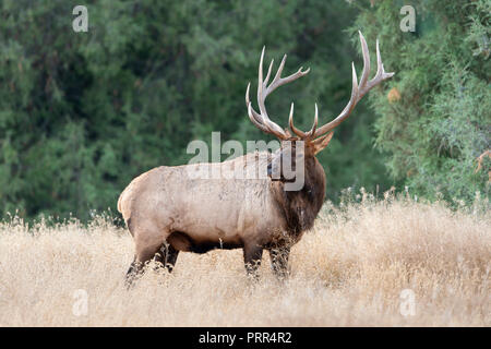 Rocky Mountain Bull le wapiti (Cervus canadensis nelsoni), en Amérique du Nord Banque D'Images