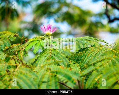 Feuilles et fleurs de l'arbre à soie persans Banque D'Images