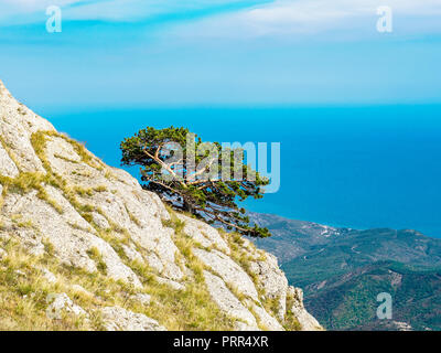 Pin solitaire sur le rocher avec ciel bleu sur l'arrière-plan Banque D'Images